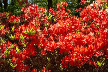 Kırmızı renkte çiçek açan rododendronun soyut arkaplanı.