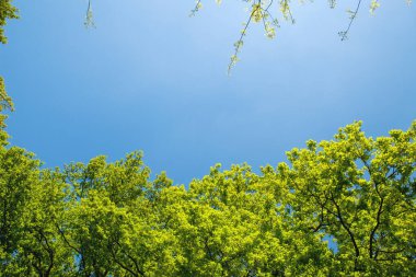 Yeşil ağaçlar ve mavi gökyüzü. Doğa ve açık hava eğlencesi.