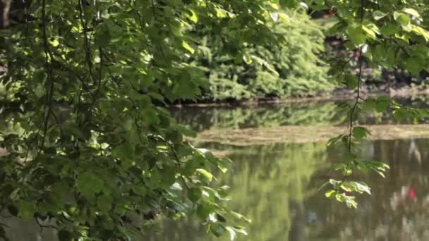 Refleksi dari air dimainkan pada daun. — Stok Video