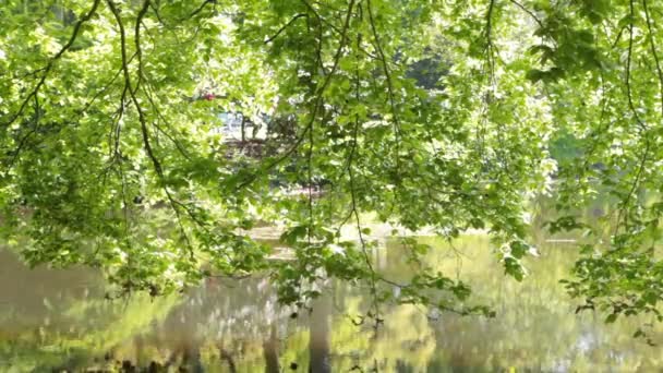 Reflection from water is played on the leaves. — Stock Video