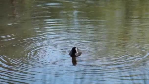 एक कोट पक्षी तलावामध्ये अन्नासाठी बुडतो. उद्यानात पक्षी पहात . — स्टॉक व्हिडिओ