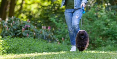 Siyah Pomeranian spitz metresiyle parkta çimenler boyunca koşar..