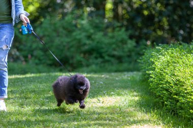 Siyah Pomeranian spitz metresiyle parkta çimenler boyunca koşar..