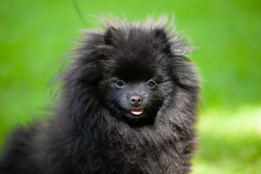 Yeşil çimenlerin üzerinde siyah Pomeranya tükürüğü.