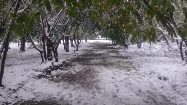 Salju pertama di sebuah kota di latar belakang pohon dan rumah musim gugur — Stok Video