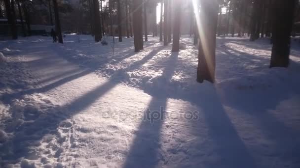 Trekking/yürüyüş ormanın içinde. POV shot birinin bir güzel kış orman karlı yol yürüme. — Stok video