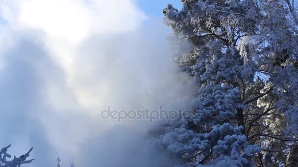 Les branches gelées des arbres dans la forêt d'hiver. La vapeur de la rivière monte dans le ciel bleu et est versée au soleil . — Video