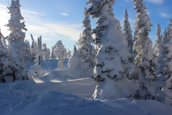 Christmas background with snowy fir trees and mountains in sunny winter day. — Stock Photo, Image