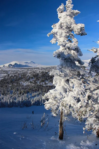 Fondo de Navidad con abetos nevados y montañas en el soleado día de invierno . —  Fotos de Stock