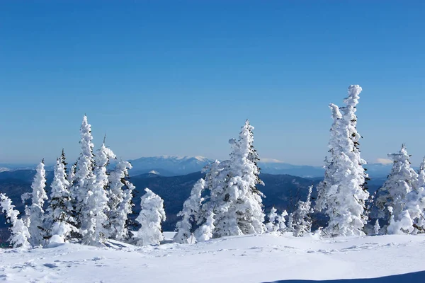 Fundo de Natal com abetos nevados e montanhas no dia ensolarado de inverno . — Fotografia de Stock