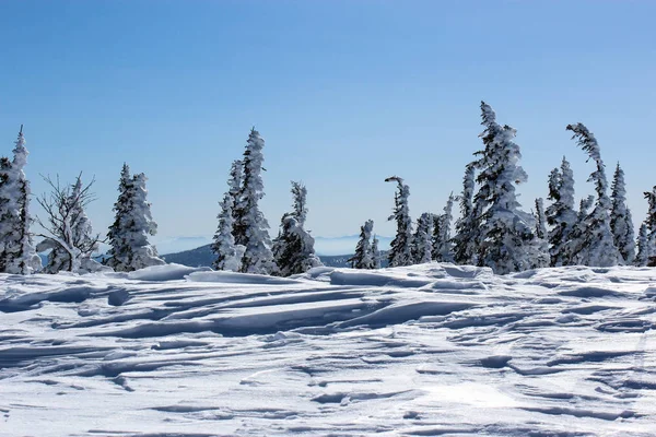 Christmas background with snowy fir trees and mountains in sunny winter day. — Stock Photo, Image