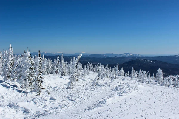 Christmas background with snowy fir trees and mountains in sunny winter day. — Stock Photo, Image