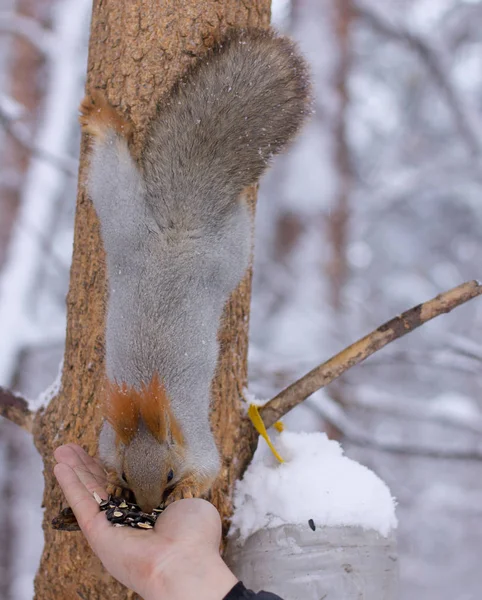 Écureuil assis sur un pin et mange des graines de tournesol d'une main . — Photo