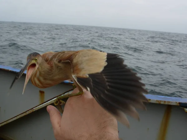 L'uomo ha trovato dell'amaro a bordo della portarinfuse in mare aperto. L'uccello si siede su una mano . — Foto Stock