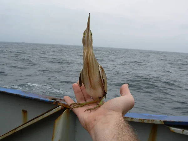 El hombre encontró a Bittern a bordo del granelero en mar abierto. El pájaro se sienta en una mano . — Foto de Stock