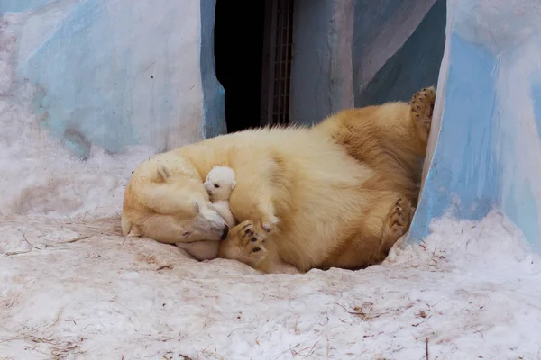 Kutup ayısı ile anne — Stok fotoğraf