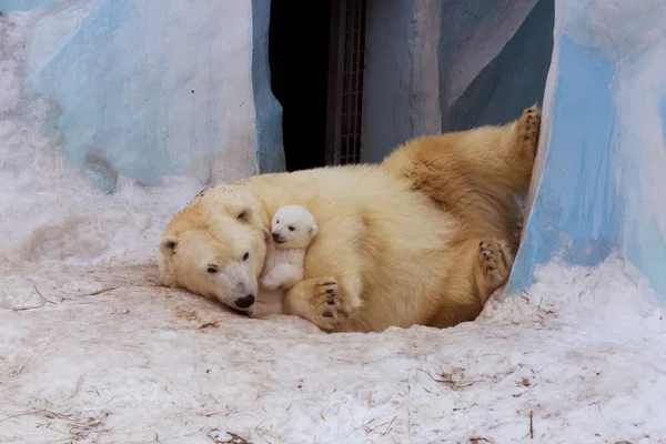 Eisbär mit Mama — Stockfoto