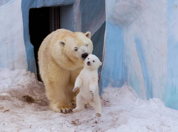 Urso polar com a mãe — Fotografia de Stock
