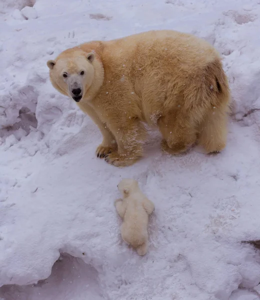 Oso polar con mamá — Foto de Stock