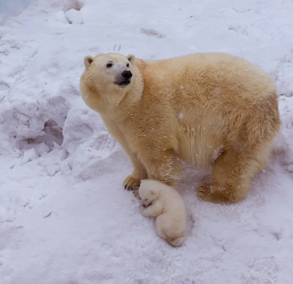 Orso polare con mamma — Foto Stock