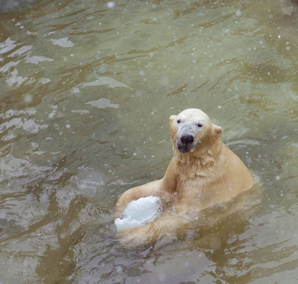 Divertido oso polar nadar —  Fotos de Stock