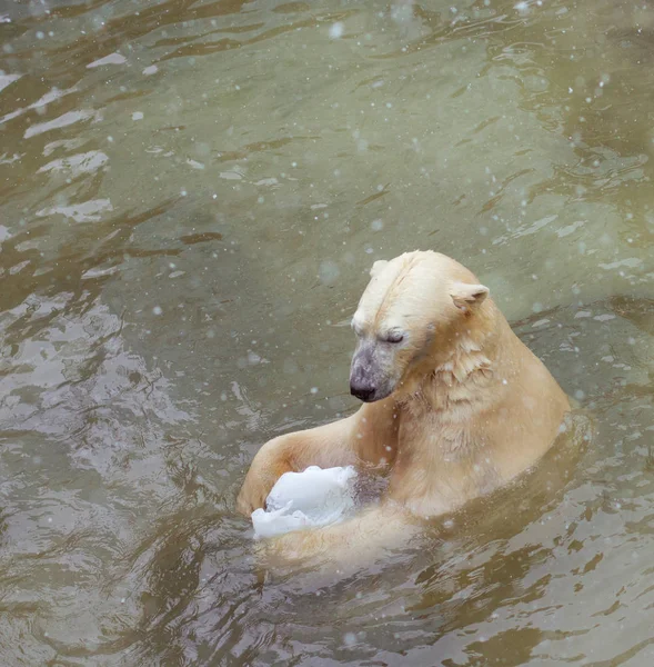 Drôle d'ours polaire nager — Photo