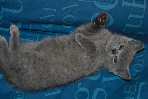 Bonito britânico gatinho dormindo Engraçado — Fotografia de Stock