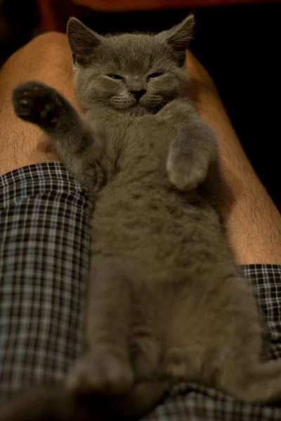 Bonito britânico gatinho dormindo Engraçado — Fotografia de Stock