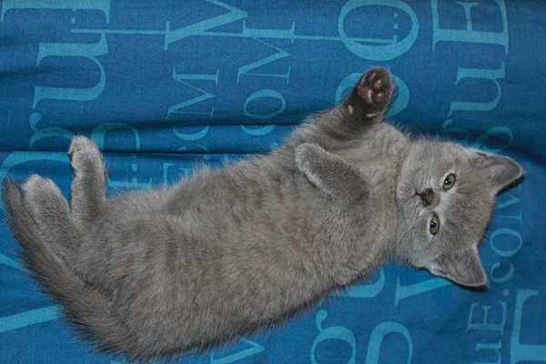 Brytyjskie ładny kotek spanie śmieszne — Zdjęcie stockowe