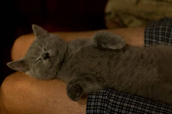 Lindo británico gatito durmiendo divertido —  Fotos de Stock