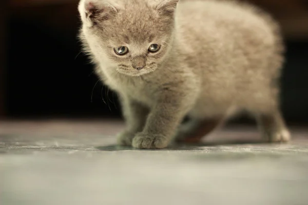 귀여운 영국 고양이 자 재미 — 스톡 사진
