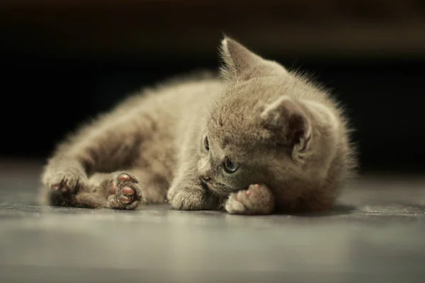 Cute british kitten Sleeping Funny — Stock Photo, Image