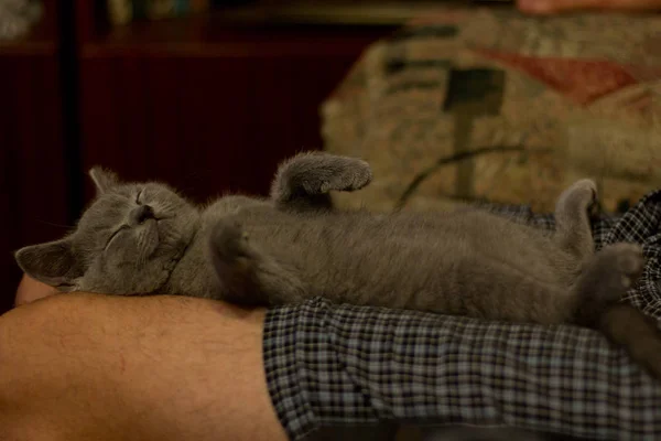 Niedliches britisches Kätzchen schlafend lustig — Stockfoto