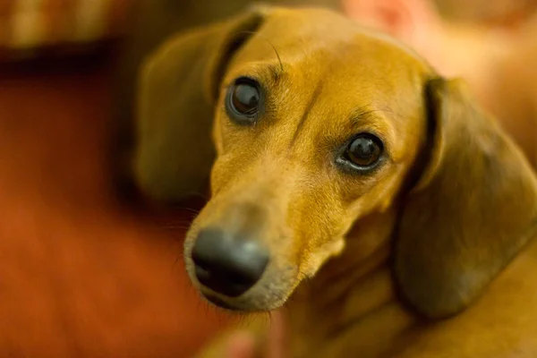 Dog red dachshund puppy — Stock Photo, Image