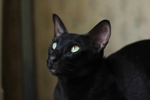 Восточная чёрная кошка — стоковое фото