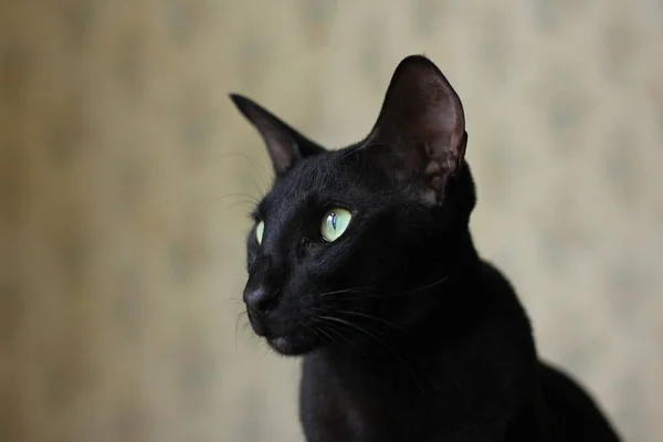 Восточная чёрная кошка — стоковое фото