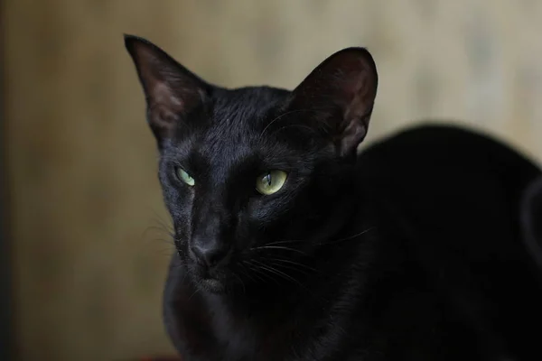 Orientalische schwarze Katze — Stockfoto