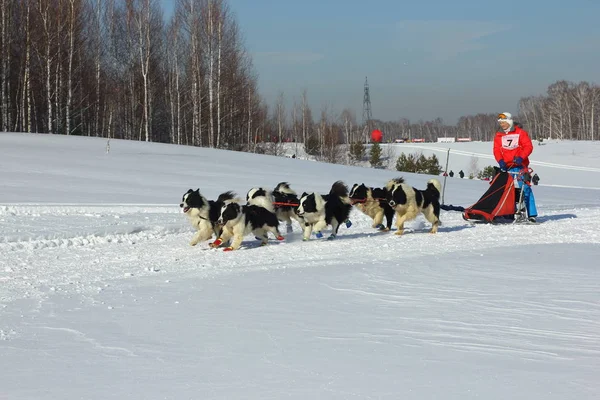 ノヴォシビルスク - 2 月 25 日: 犬そりレース。シベリアの祭の北の乗馬の品種の犬に専念。スポーツマン犬そり旅行者は、雪に覆われたトラックで犬そりを実行します。2017 年 2 月 25 日ロシア ノボシビルスク — ストック写真