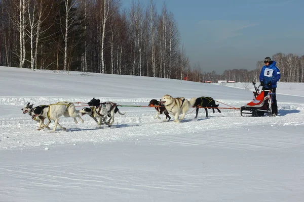 Novosibirsk - 25 únor: závody psích spřežení. Na Sibiři festival, věnovaný psům Severní jezdecké plemen. Sportsman musher vede psím spřežením na zasněžené trati. 25. února 2017, Novosibirsk, Rusko — Stock fotografie