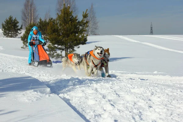 ノヴォシビルスク - 2 月 25 日: 犬そりレース。シベリアの祭の北の乗馬の品種の犬に専念。スポーツマン犬そり旅行者は、雪に覆われたトラックで犬そりを実行します。2017 年 2 月 25 日ロシア ノボシビルスク — ストック写真