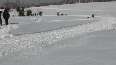Novosibirsk - Şubat 25: kızak köpek yarış. Sibirya Festivali Kuzey binme cins köpeklere adamış. Sporcu ezme çevrede karlı yolda çalışır. 25 Şubat 2017 Novosibirsk Rusya'da
