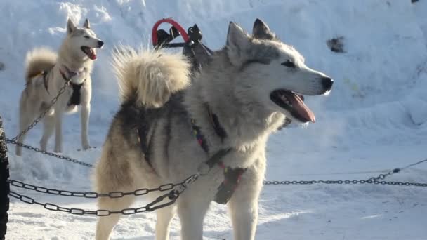 NOVOSIBIRSK - FEB. 25: Festival da Sibéria dedicado a cães de raças equestres do norte. Os huskies preparam-se para competições. Fevereiro 25, 2017 em Novosibirsk Rússia — Vídeo de Stock