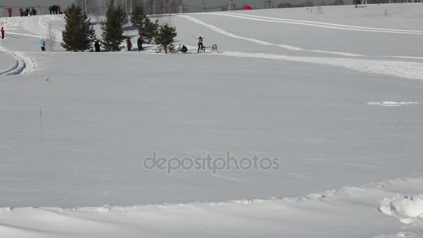 Novosibirsk - 25 februari: Sled Dog race. Van de Siberië festival gewijd aan honden van noordelijke paardrijden rassen. Hondenslee draait sportman musher op besneeuwde track. Novosibirsk, Rusland, 25 februari 2017 — Stockvideo