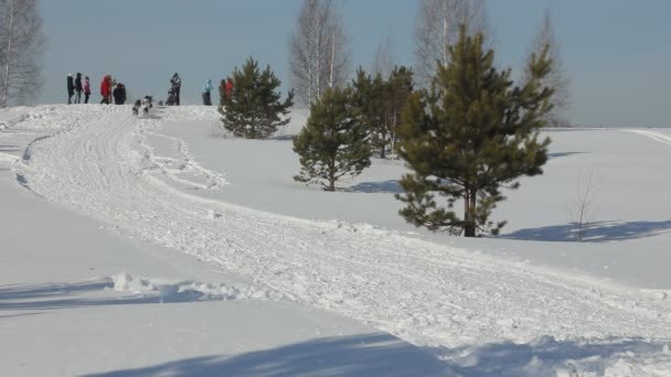 Nowosibirsk - 25. Februar: Schlittenhunderennen. das sibirische Fest, das den Hunden der nördlichen Reitrassen gewidmet ist. Sportler Musher läuft Hundeschlitten auf schneebedeckter Strecke. 25. Februar 2017 in nowosibirsk russland — Stockvideo