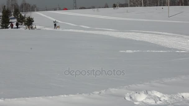 НОВОСИБИРСК - ВЭБ. 25: Гонка на санях. Сибирский фестиваль, посвященный собакам северных пород верховой езды. Спортсмен Мушер бегает на собачьих упряжках по снегу. 25 февраля 2017 года в Новосибирске — стоковое видео