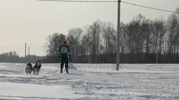 Novosibirsk - 25 februari: Sled Dog race. Van de Siberië festival gewijd aan honden van noordelijke paardrijden rassen. Hondenslee draait sportman musher op besneeuwde track. Novosibirsk, Rusland, 25 februari 2017 — Stockvideo
