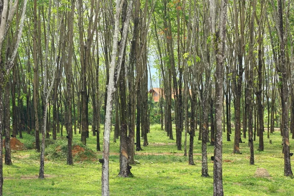 Latex träd skogen. Maniok plantation landsbygden Thailand. — Stockfoto