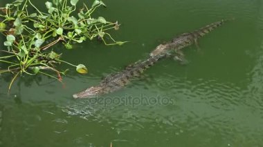 Timsahlar bir yağmur sırasında bir havuzda