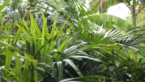 Gotas de lluvia en hoja tropical — Vídeo de stock