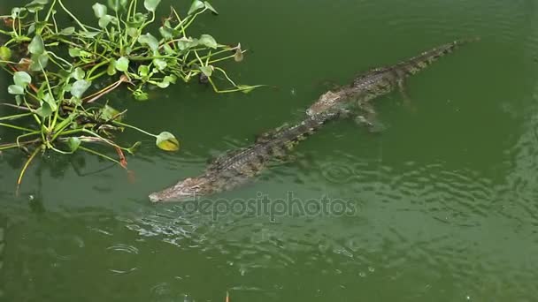 Krokodile im Teich bei Regen — Stockvideo